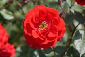 Çorum, Gül Bahçesine Dönüyor